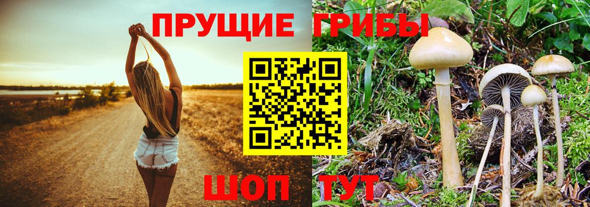 Псилоцибиновые грибы Psilocybine cubensis Кимры